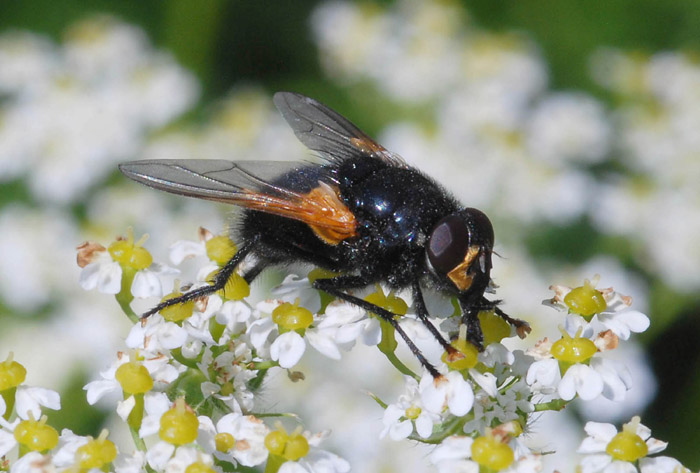 Mesembrina meridiana cf
